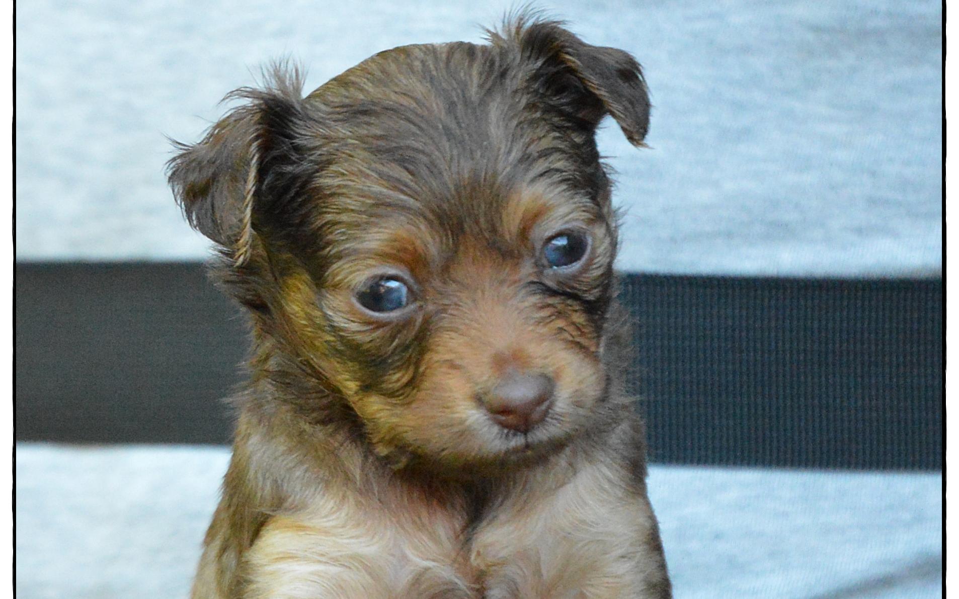 Valarti Fci Russian Rottweiler Puppies Rottweiler Fci – Psy